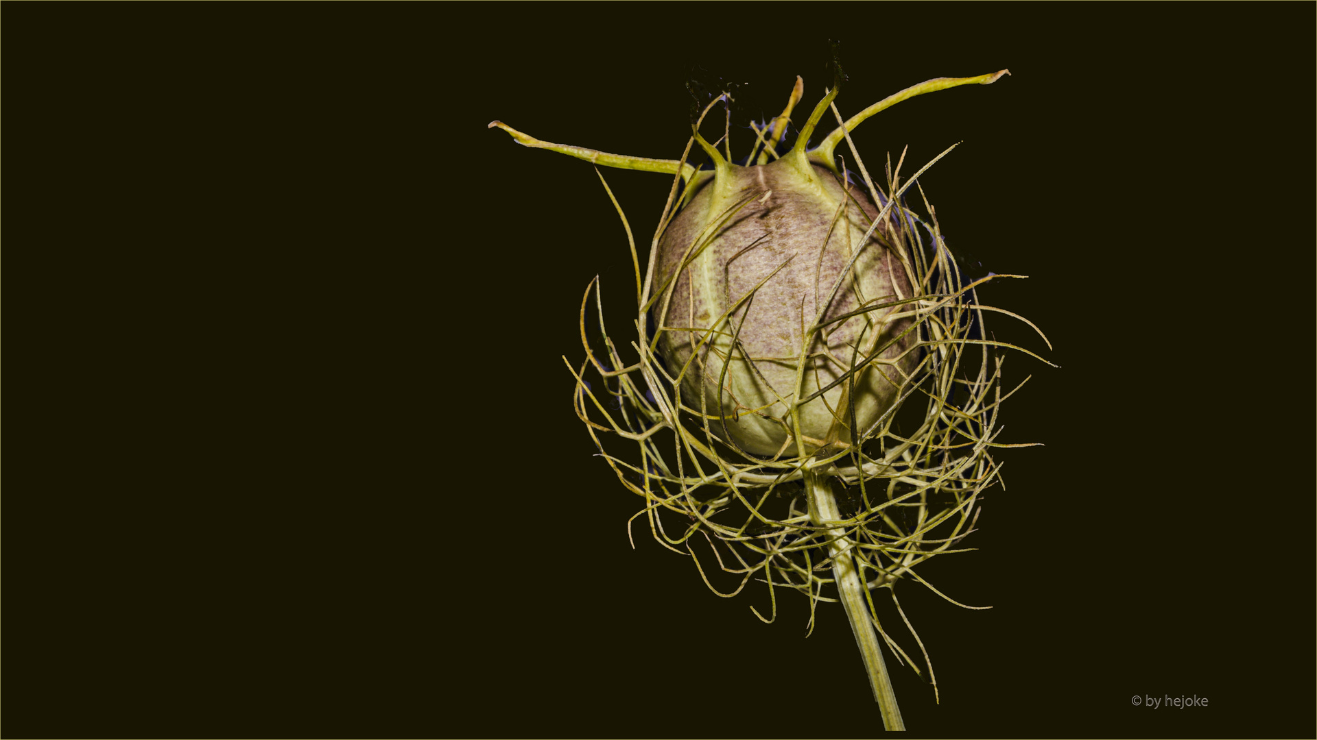 Verblüte und verkappselte Nigella Sativa im inneren mit Samen