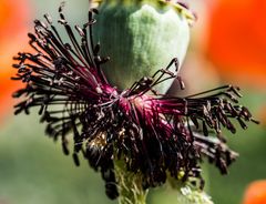 verblüter Mohn