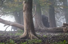 Verborgen im Nebelwald...