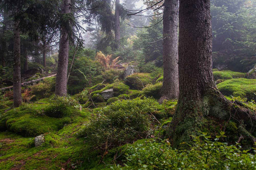 Verborgen im Wald