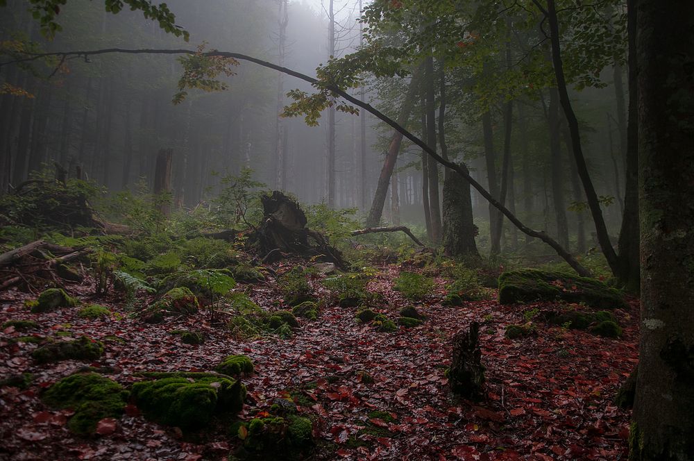 Verborgen im Wald2