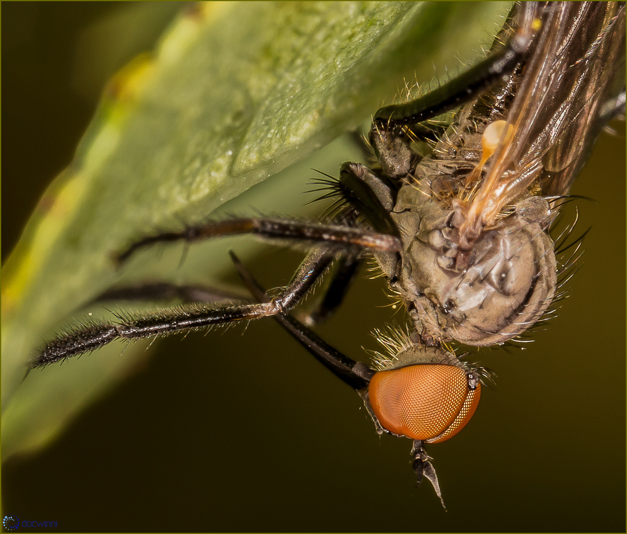 Verborgen unterm Blatt (Close-up)