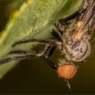 Verborgen unterm Blatt (Close-up)