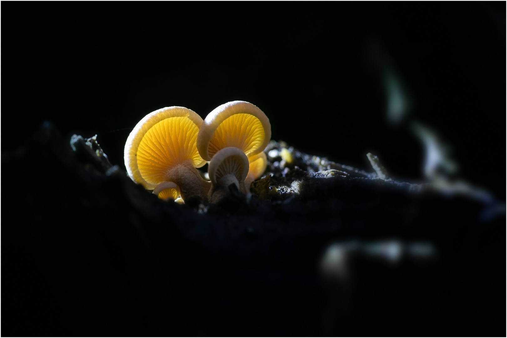 Verborgene Schätze im Wald