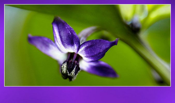 "verborgene Schönheit"