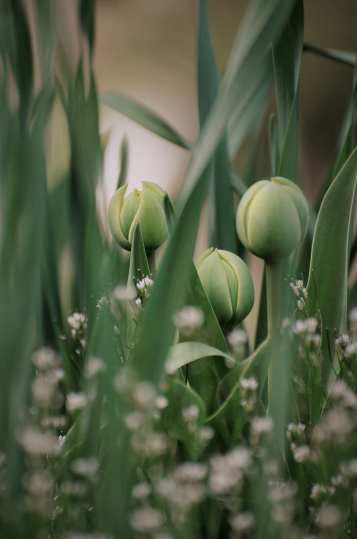 verborgene Tulpen