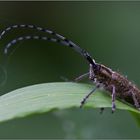 Verborgene Welten - Am Rande des Waldwegs