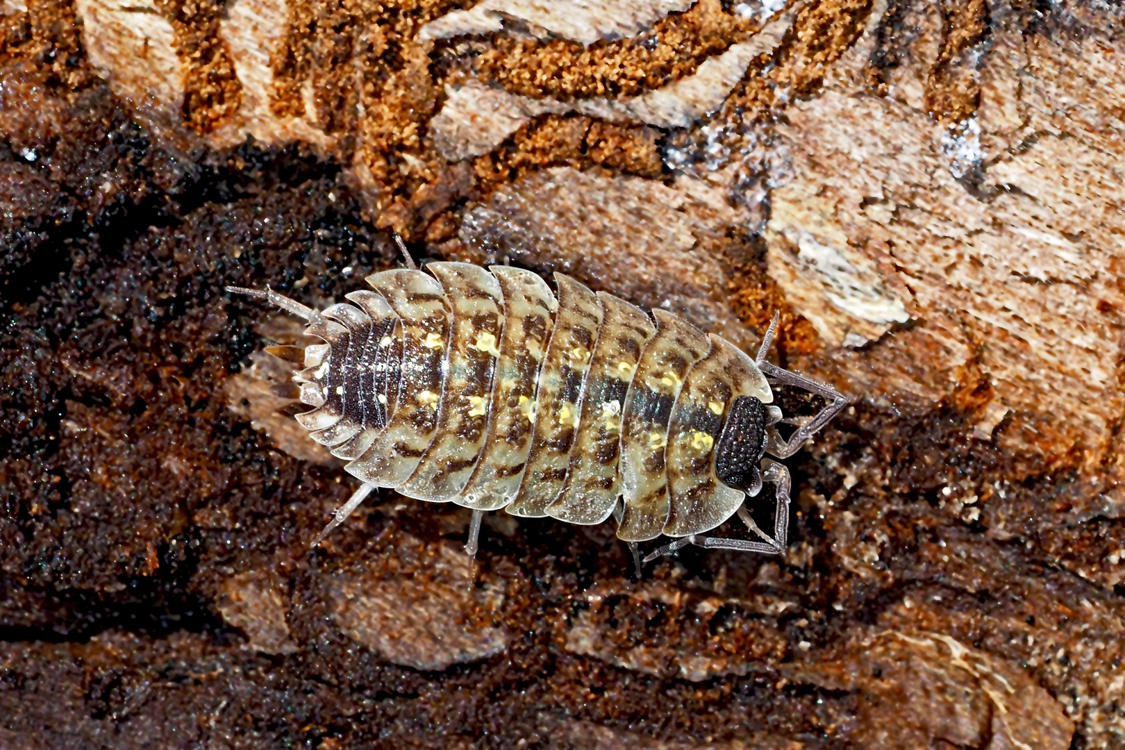 Verborgenes Leben im tiefen Wald... - La vie cachée dans la forêt!