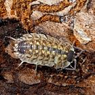 Verborgenes Leben im tiefen Wald... - La vie cachée dans la forêt!