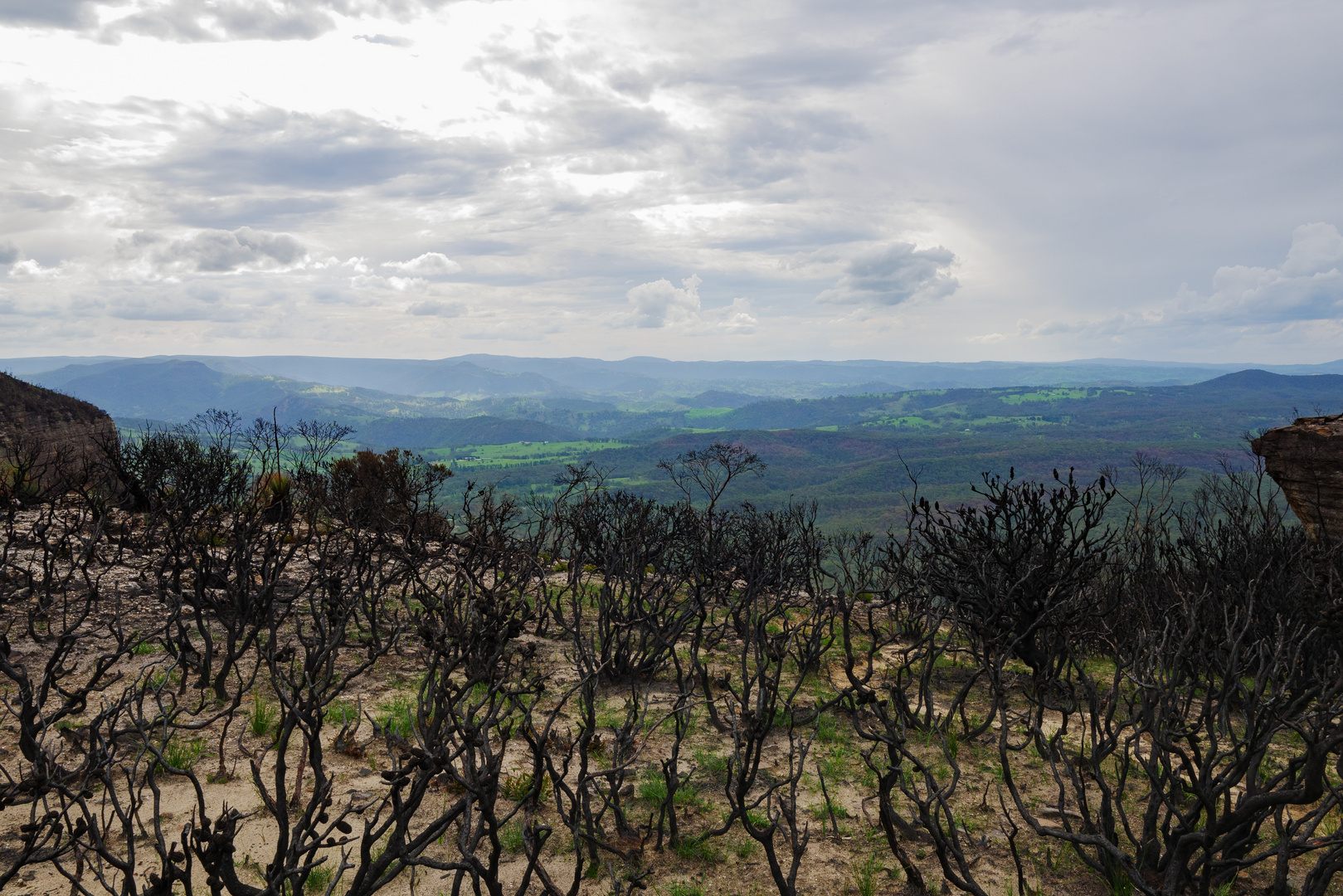 Verbrannte Bäume in den Blue Mountains