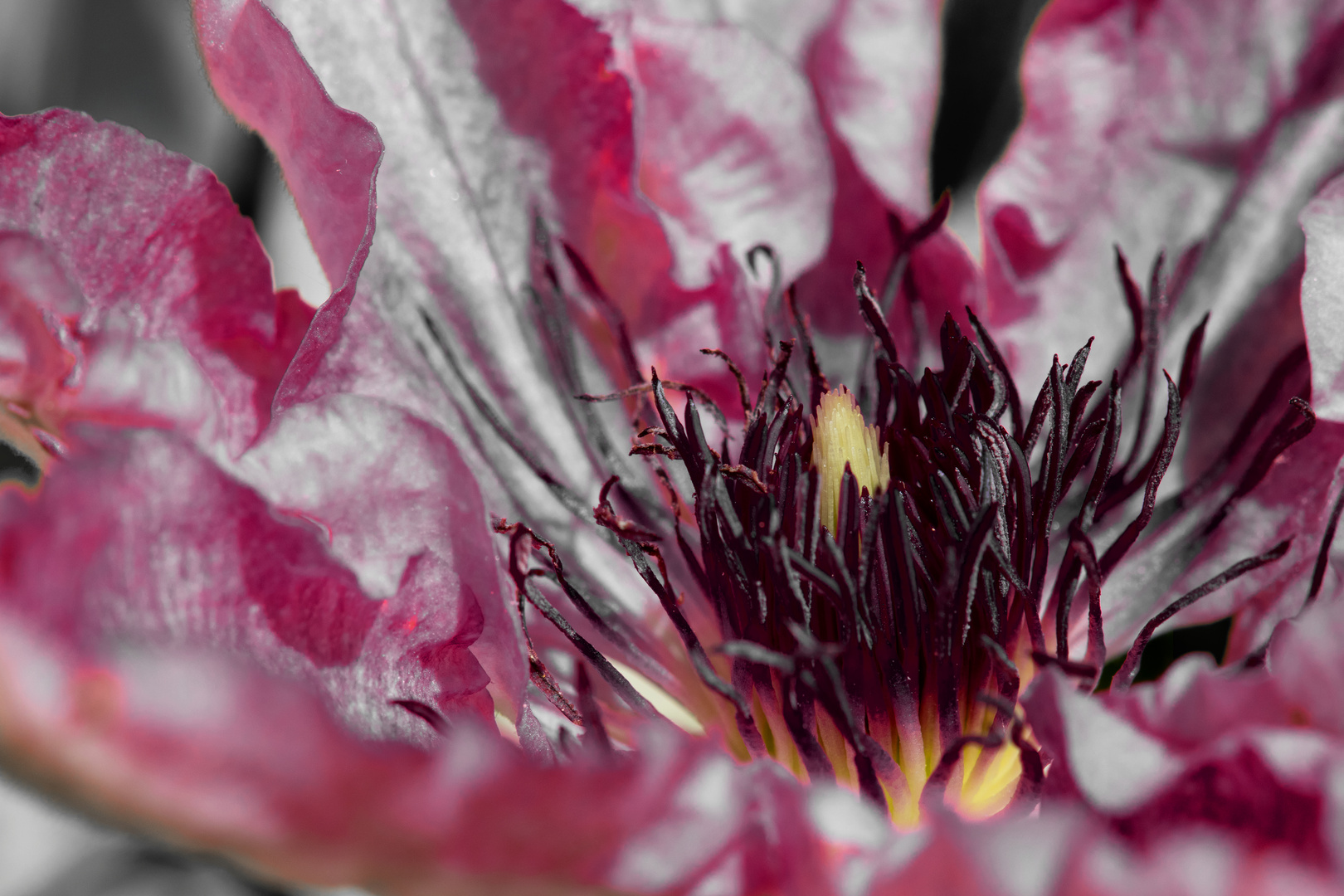 Verbrannte Clematis?