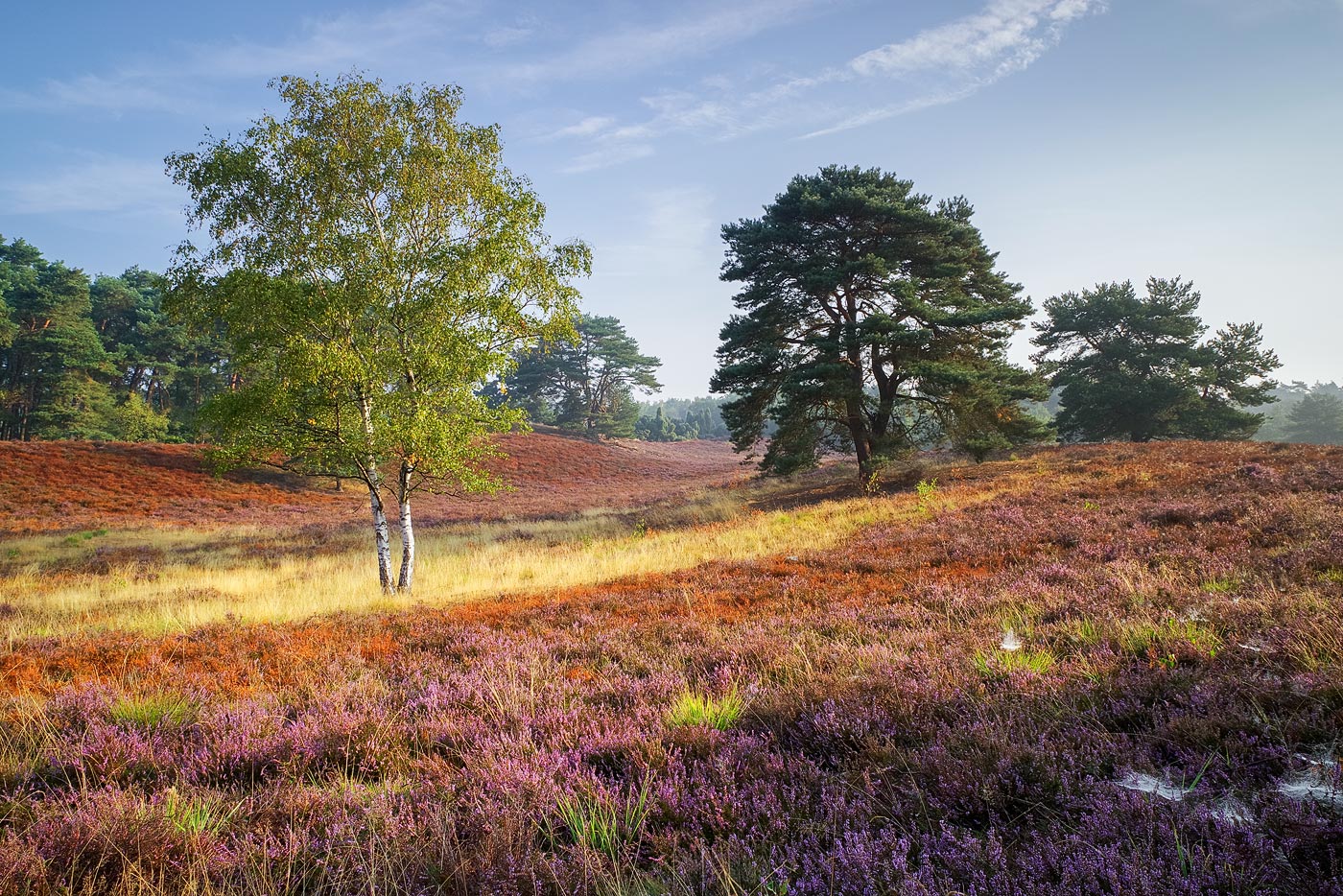 Verbrannte Heide