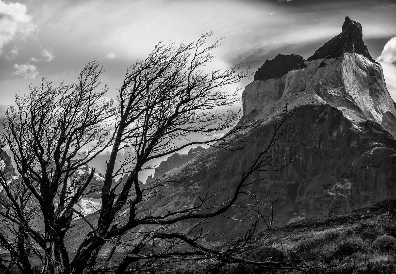 verbrannte Südbuche an den Torres del Paine