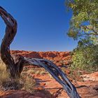 Verbrannter Baum im Watarrka Nationalpark