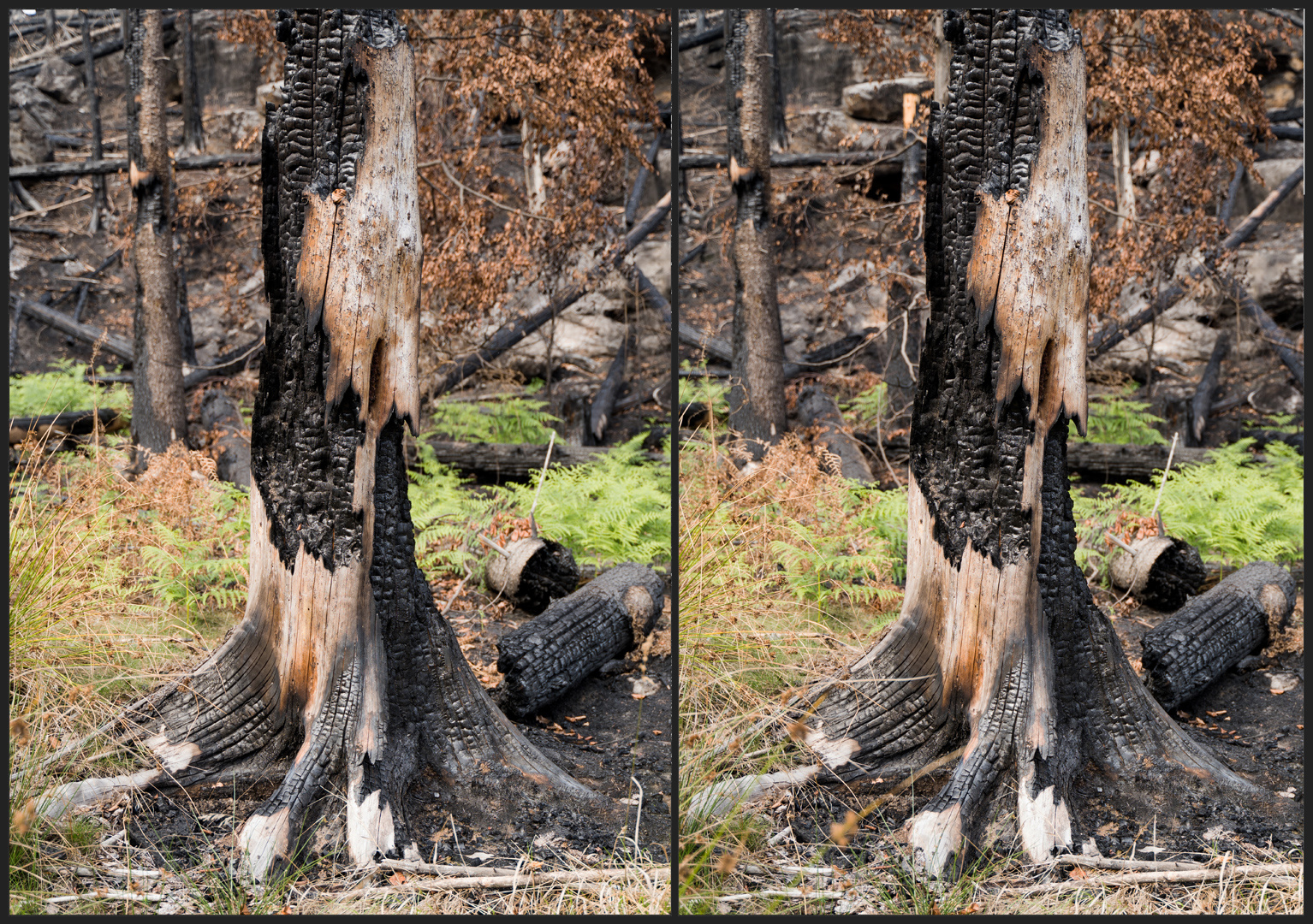 Verbrannter Baum in 3D