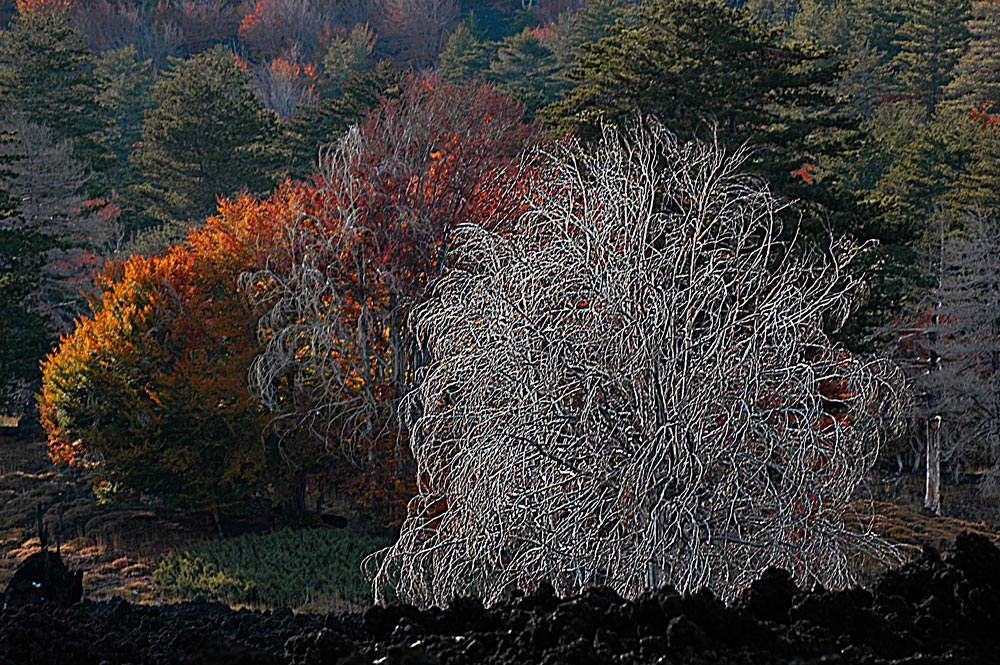 Verbrannter Baum reload