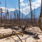 Verbrannter Nadelwald in der Nähe von Jasper - Kanada