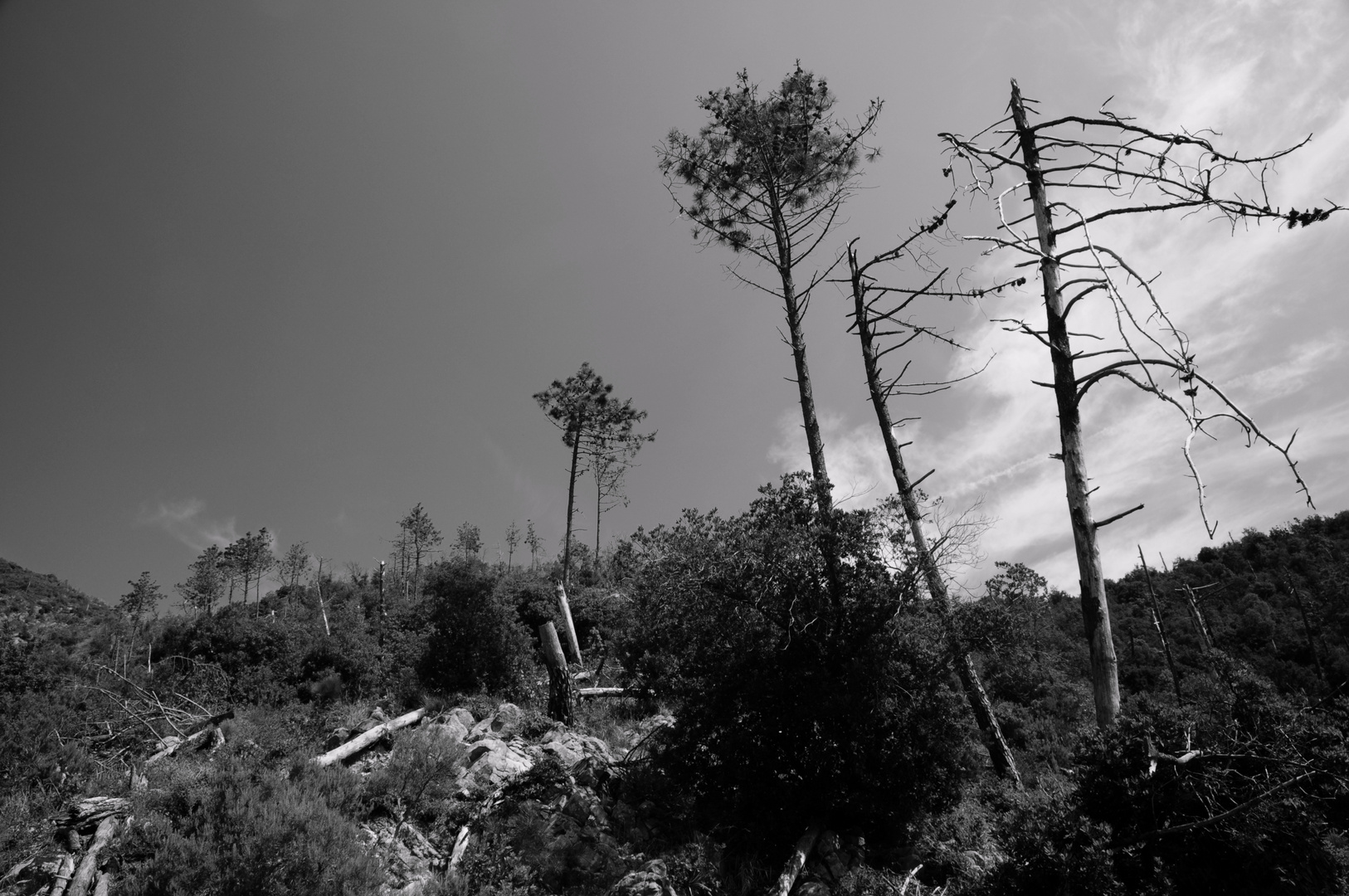 Verbrannter Wald