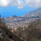 Verbrannter Wald oberhalb von Funchal