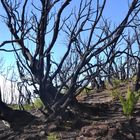 verbrannter Wald und Neubeginn / Gomera