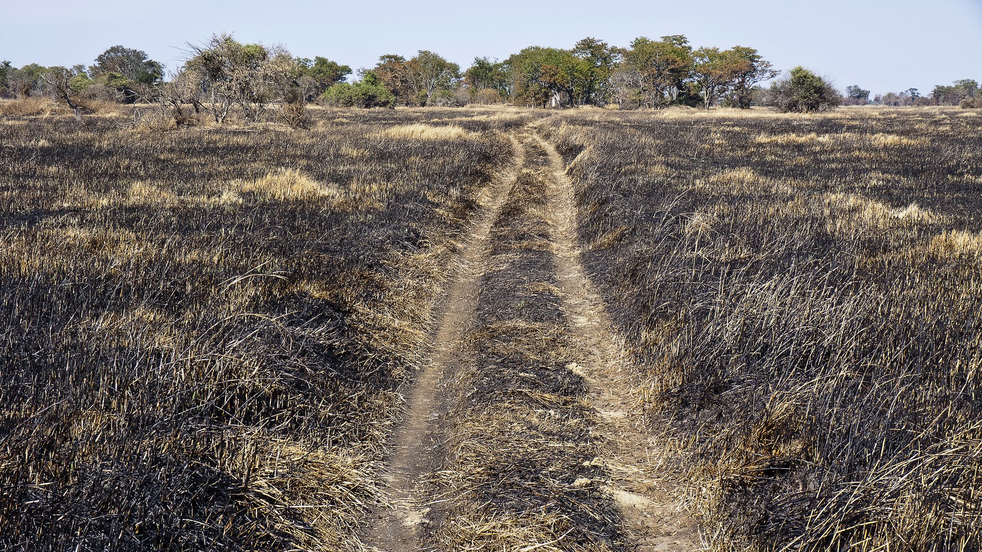 Verbranntes Land / Kafue NP / Sambia / 26.06.2013