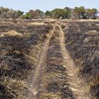 Verbranntes Land / Kafue NP / Sambia / 26.06.2013