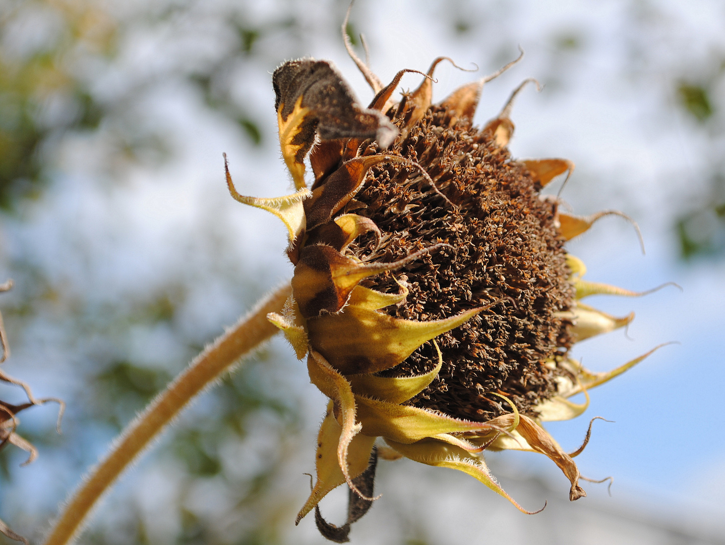 Verbühte Sonnenblume