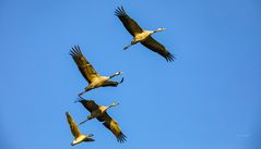 Verbundeheit der Zugvögel