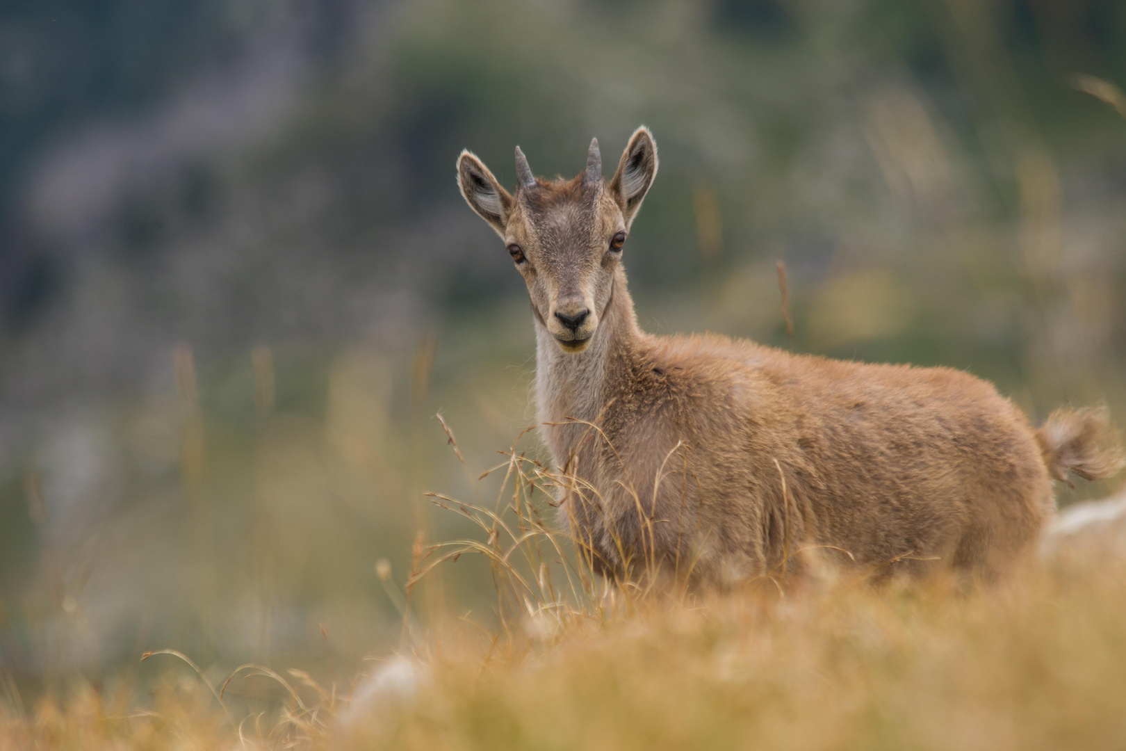 Vercors 21012