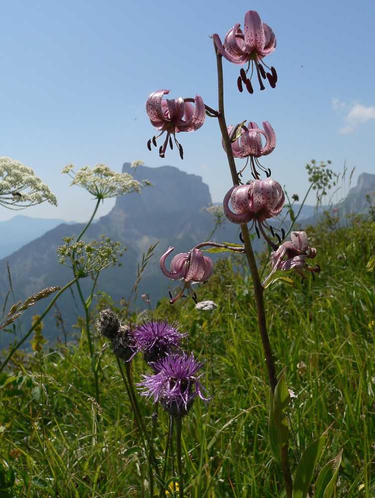 Vercors : lis martagon