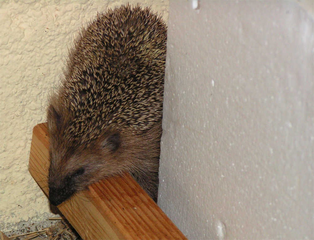 Verdächtige Geräusche, draußen auf der Terrasse.