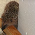 Verdächtige Geräusche, draußen auf der Terrasse.