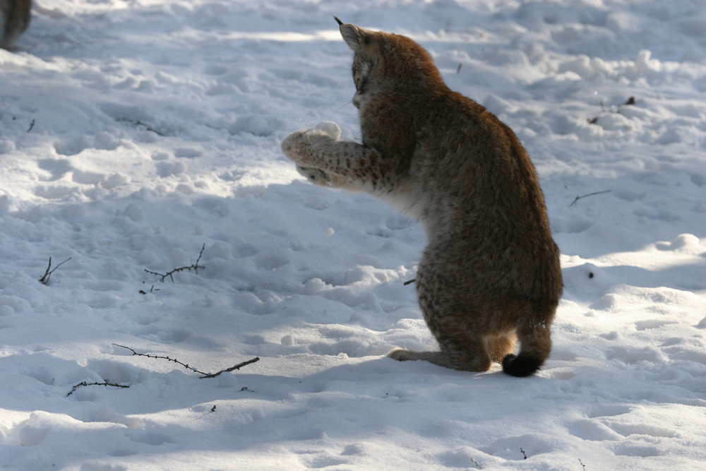 verdammt kalt der Schnee