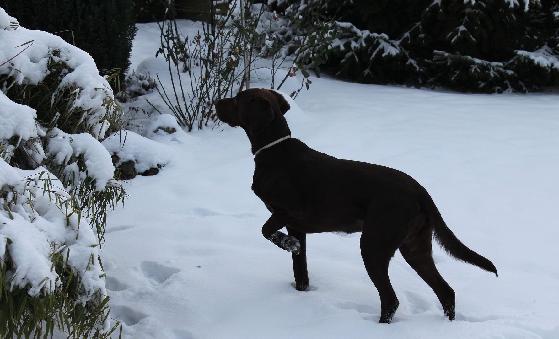 -Verdammt Kalt dieser Schnee-