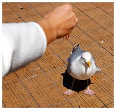 "Verdammt! Wer hat dieser Riesin den Bären aufgebunden, dass Möwe wie Huhn schmecken soll?"