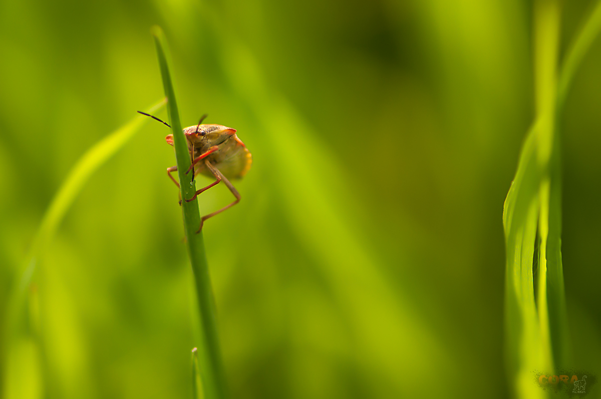 *** verdammt ... zu fett, um mich hier zu verstecken ***