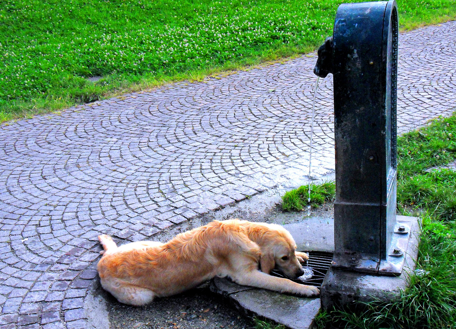 ... verdammte Hundehitze!