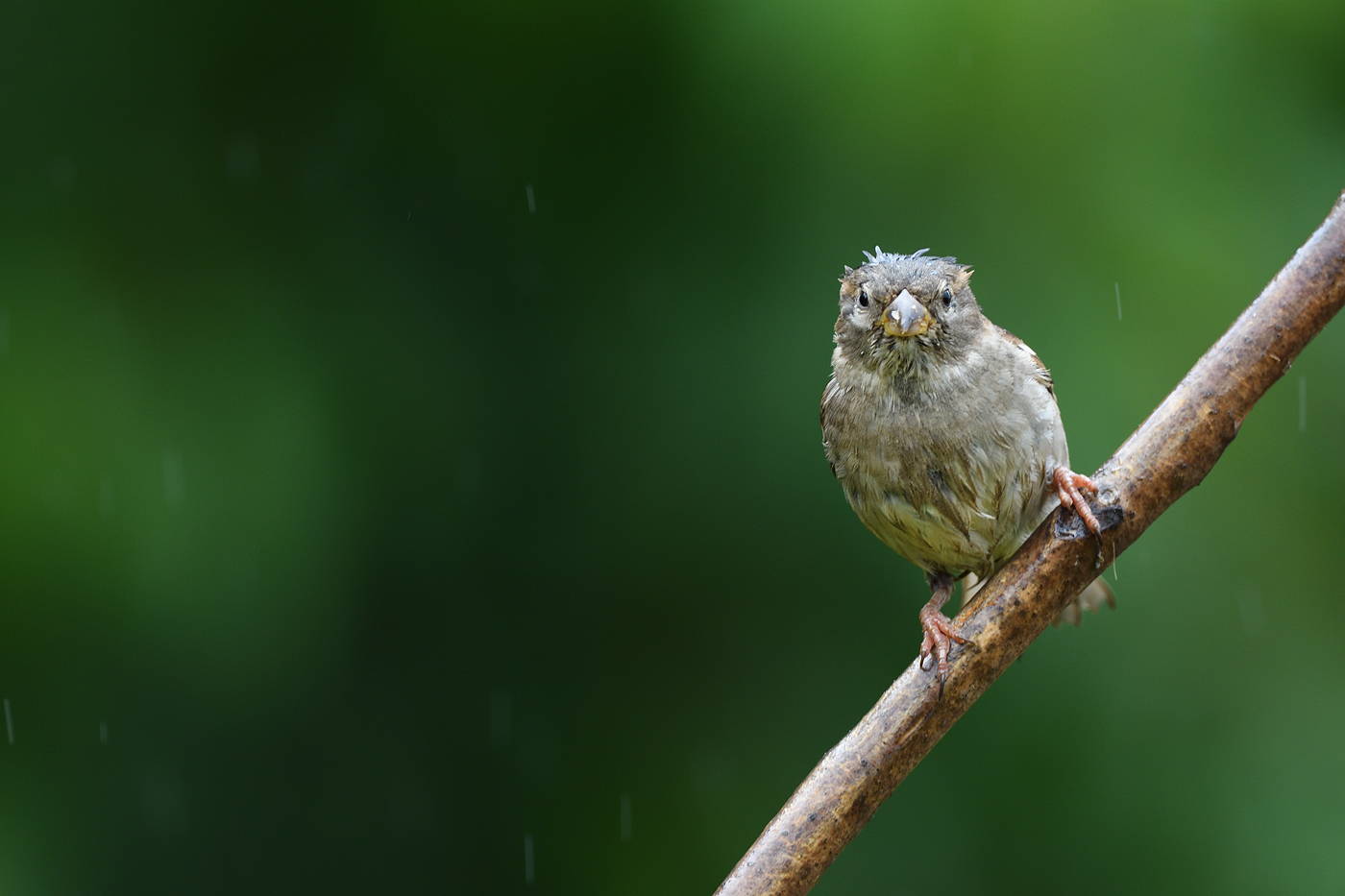 verdammter Regen