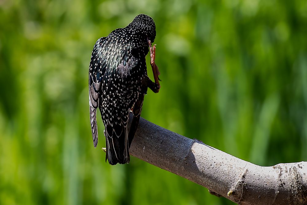 Verdamp... Foto & Bild nah & makro, tiere, wildlife Bilder auf