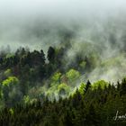 Verdampfender Regen im Wald