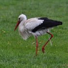 Verdauung- Storch auf Futtersuche