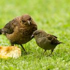 Verdauungsbelehrung >>> Amsel/Jungspatz