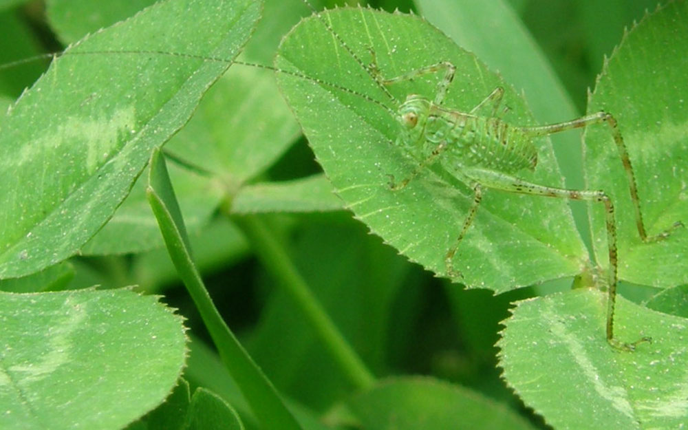 verde