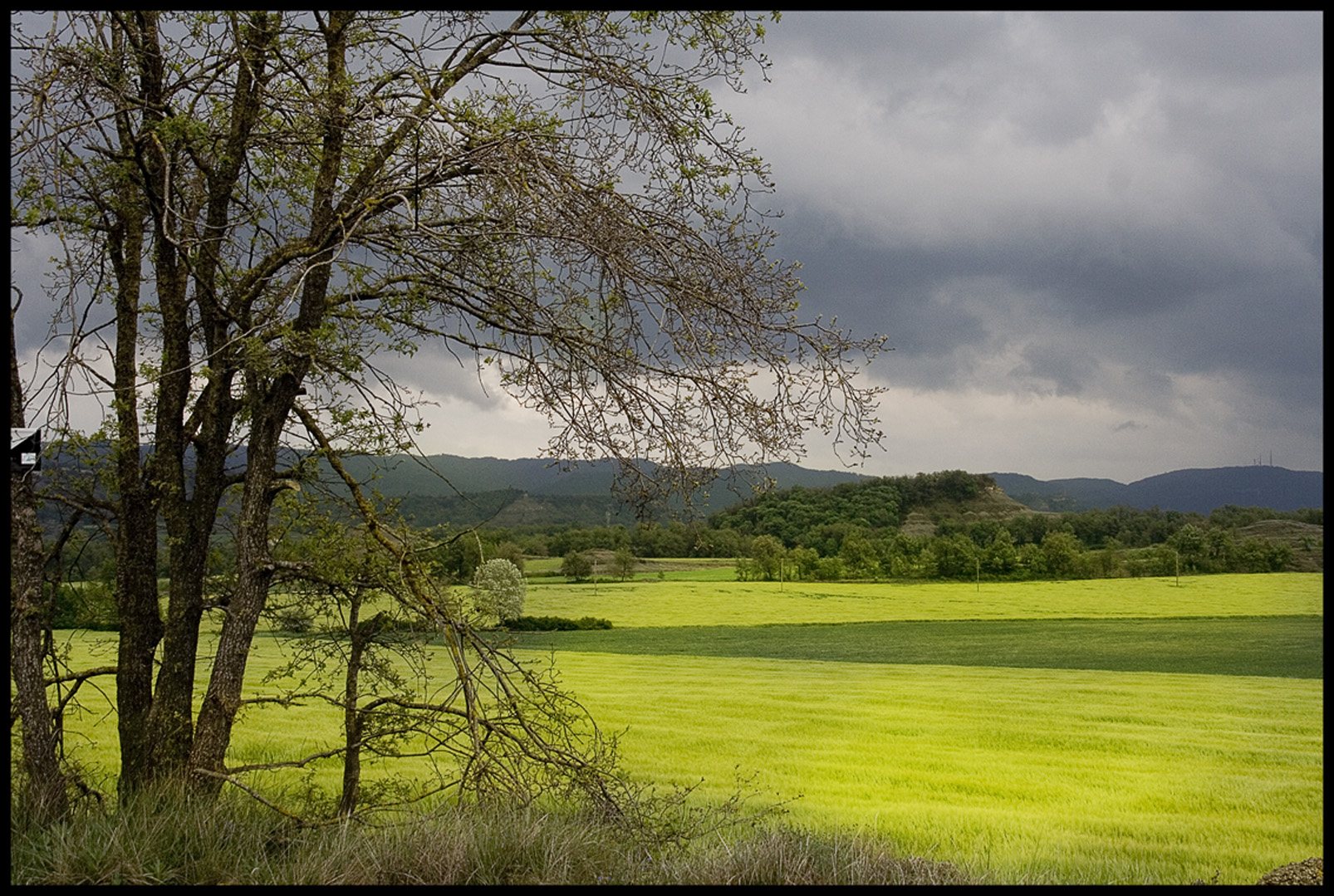 verde