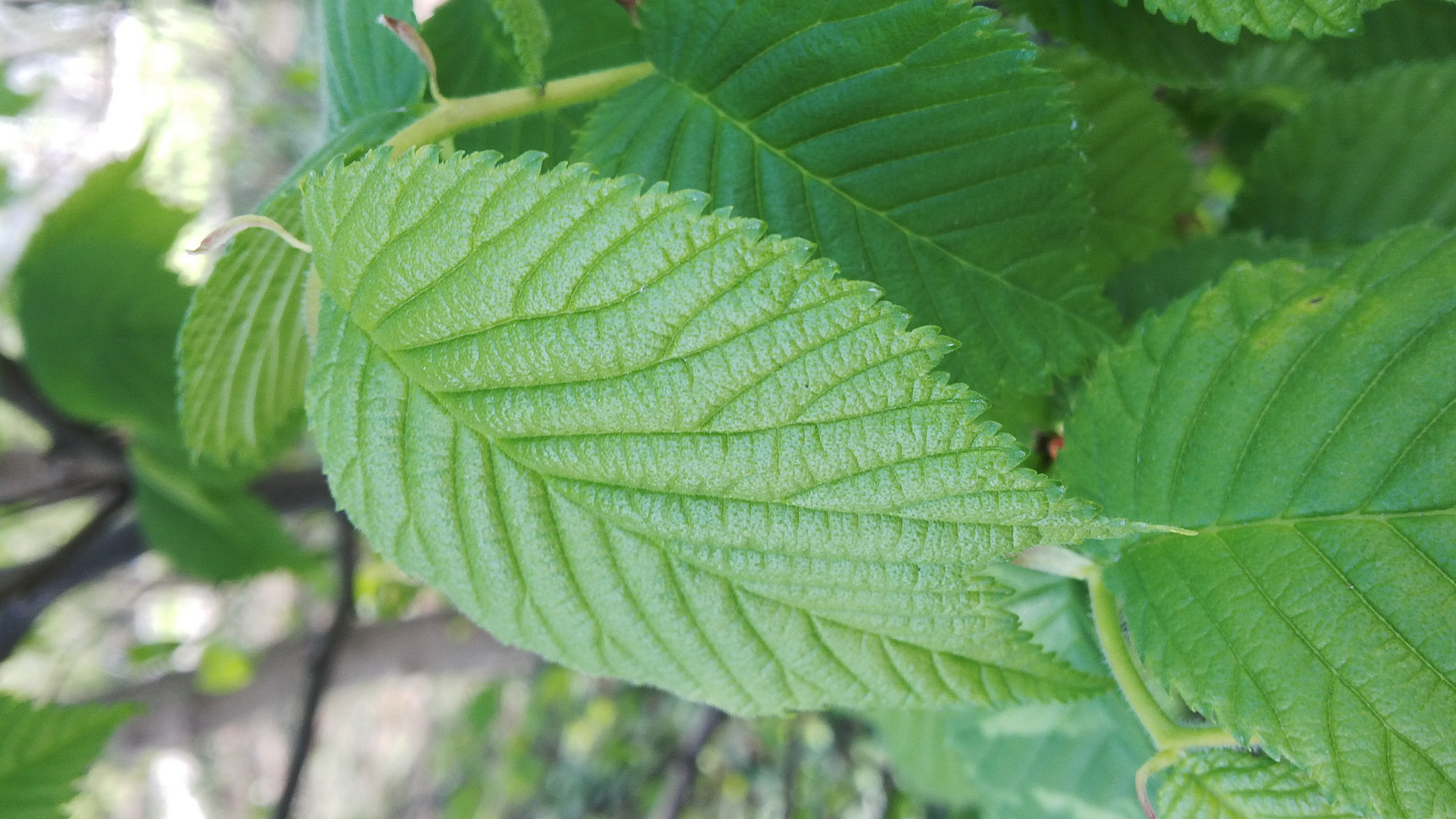 verde