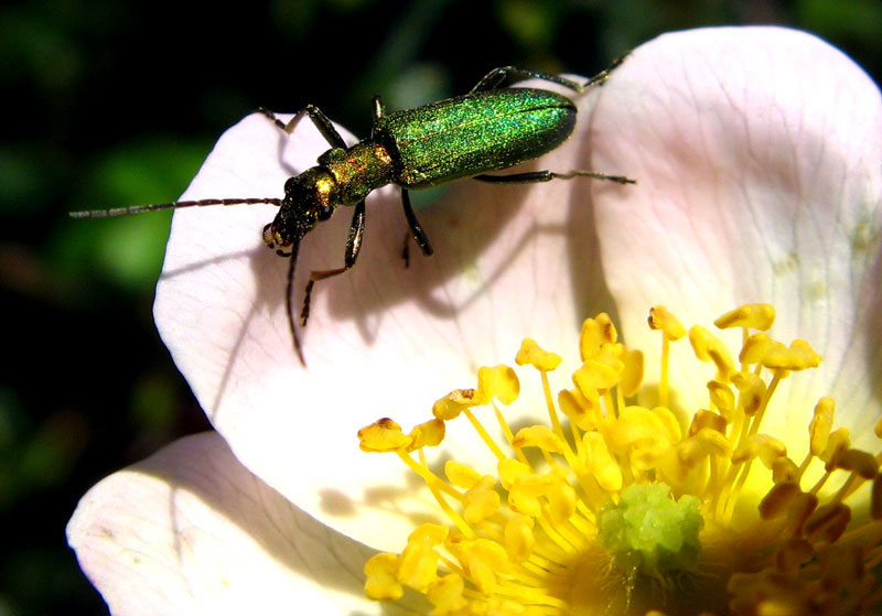 verde amante delle rose