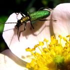 verde amante delle rose