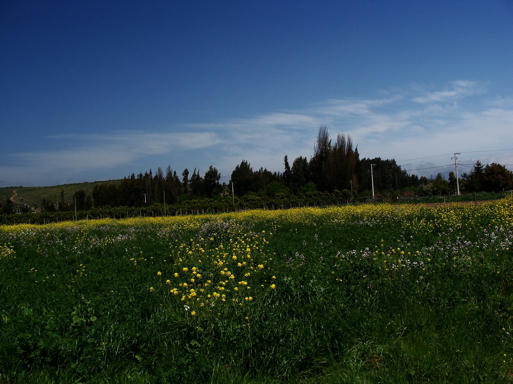 Verde - Amarillo