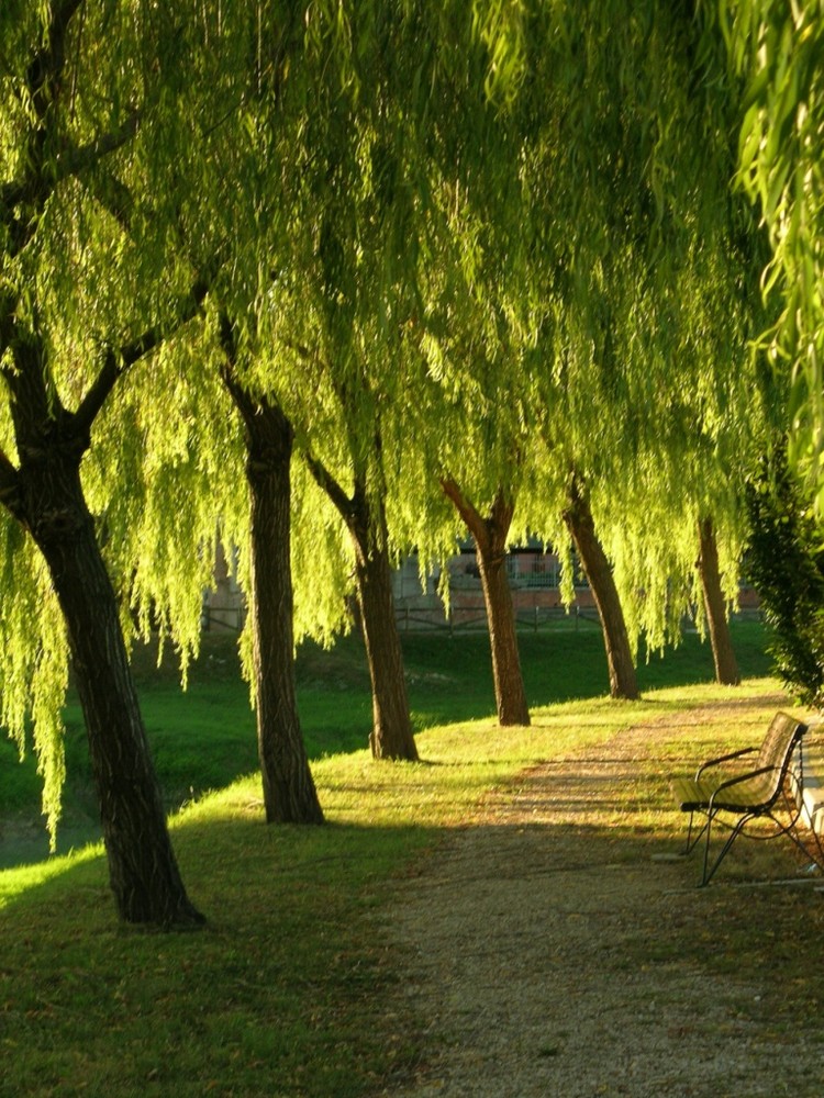 Verde aspettare