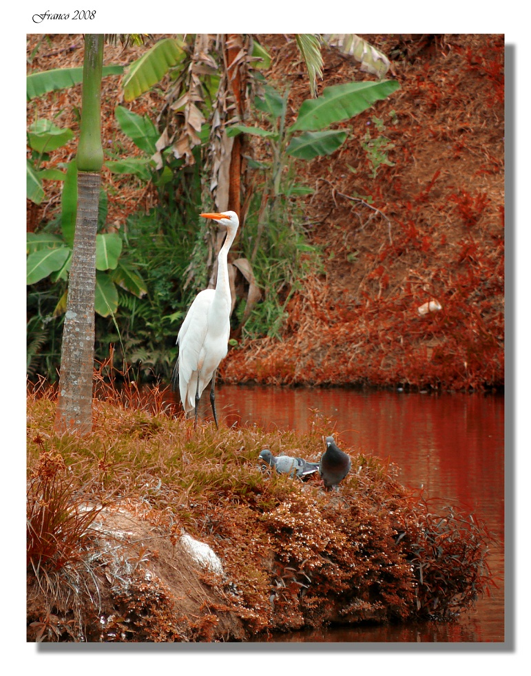 Verde, bianco e rosso